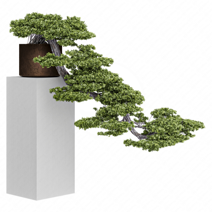 Indoor Plant 756 - Bonsai Set