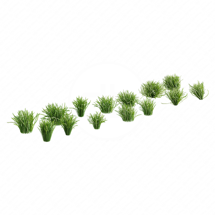 Garden Lawn