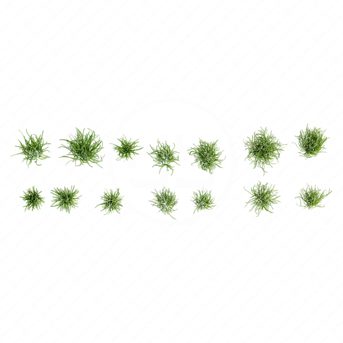 Garden Lawn
