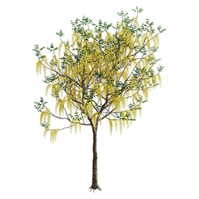 Golden tree (Cassia fistula)#3