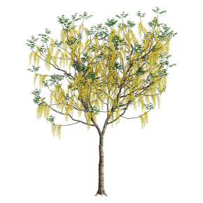 Golden tree (Cassia fistula)#3