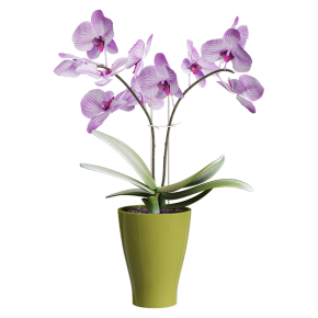 A mini orchid in a pot.
