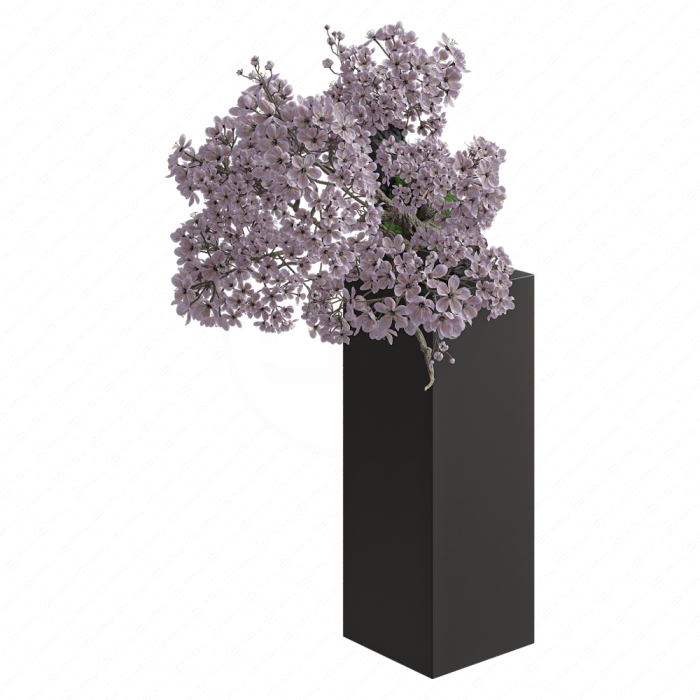 Бонсай цветущая Сакура