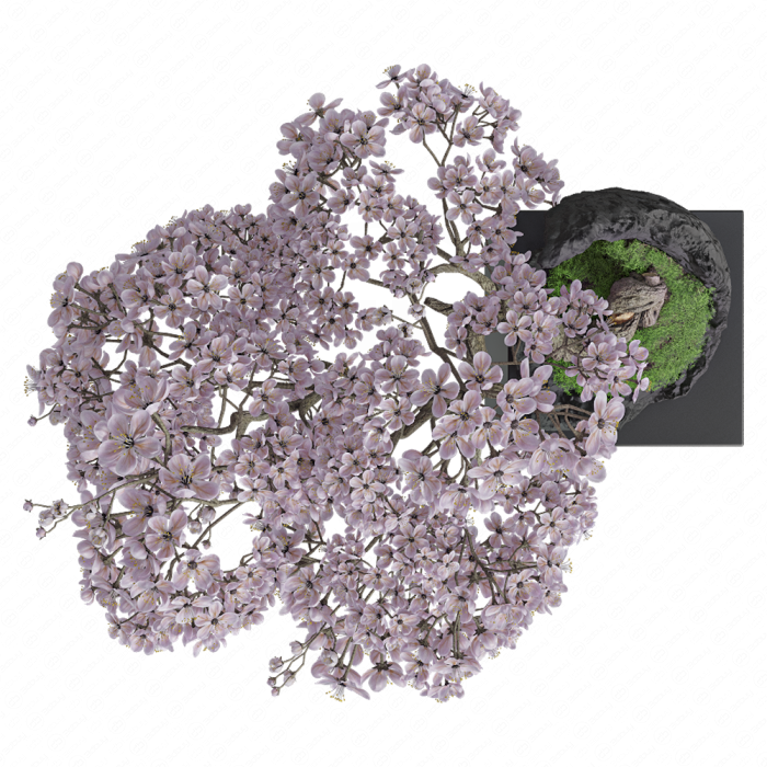 Бонсай цветущая Сакура