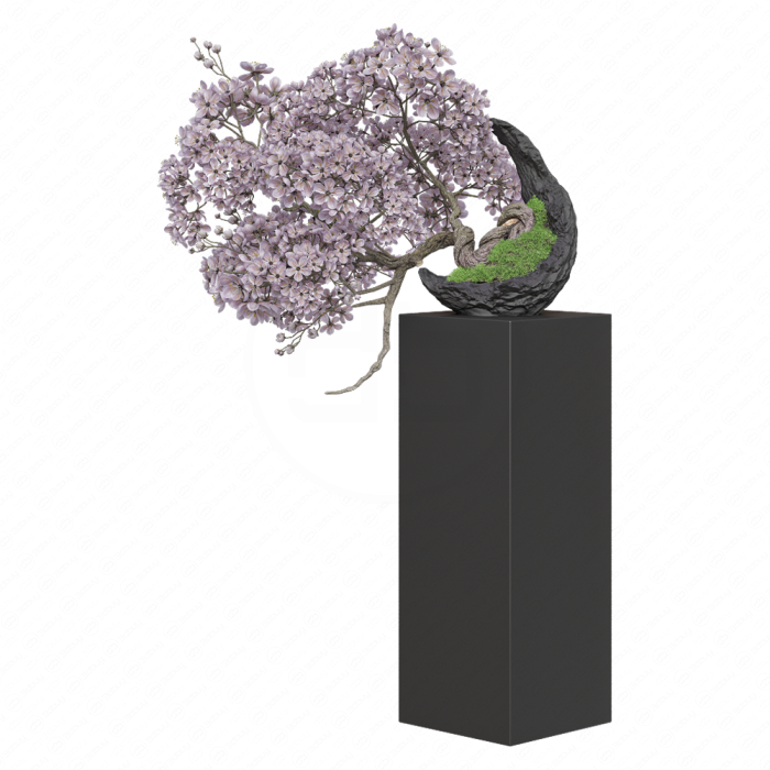 Бонсай цветущая Сакура