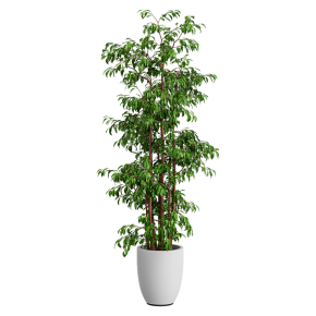 Houseplant No. 27
