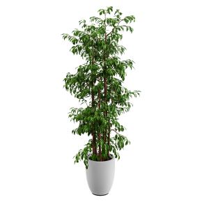 Houseplant No. 27