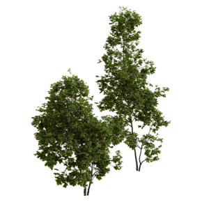 Cappadocian maple tree