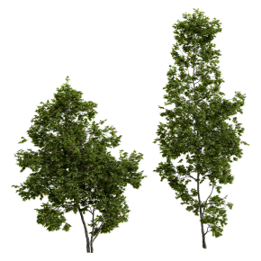 Cappadocian maple tree
