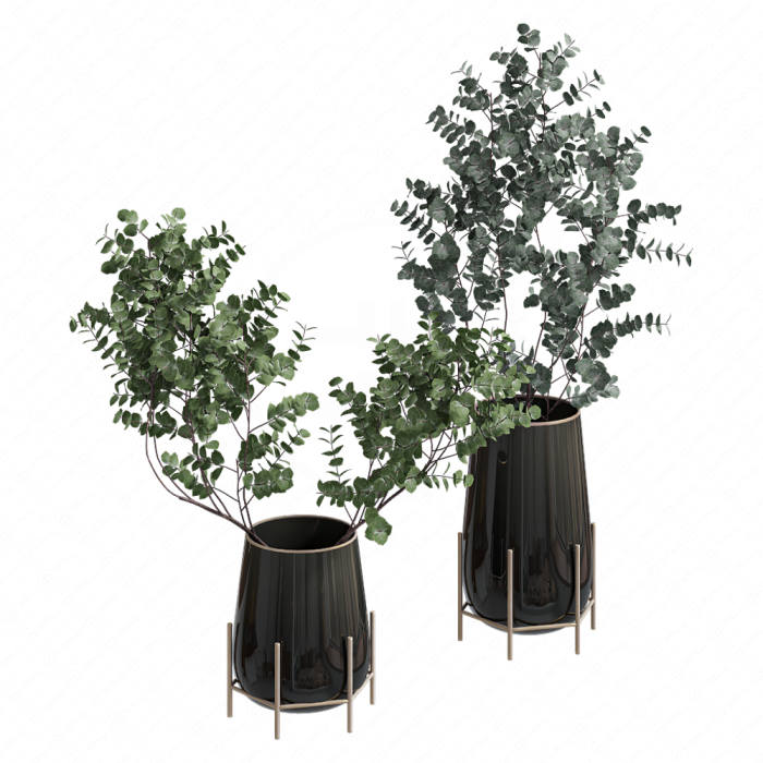 Ветки эвкалипта в вазах