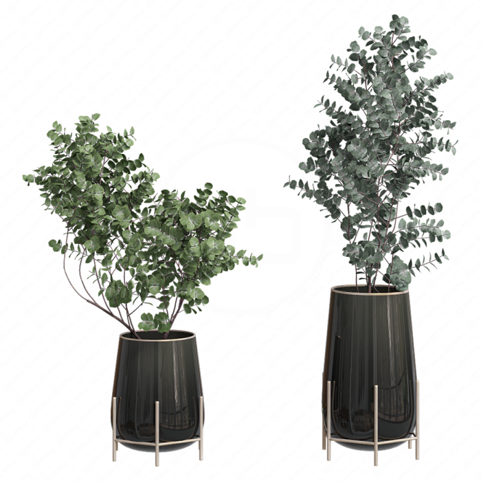 Ветки эвкалипта в вазах