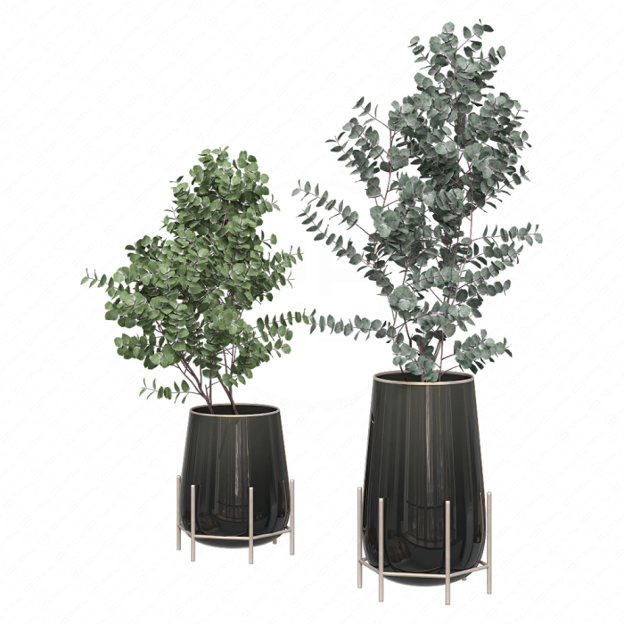 Ветки эвкалипта в вазах