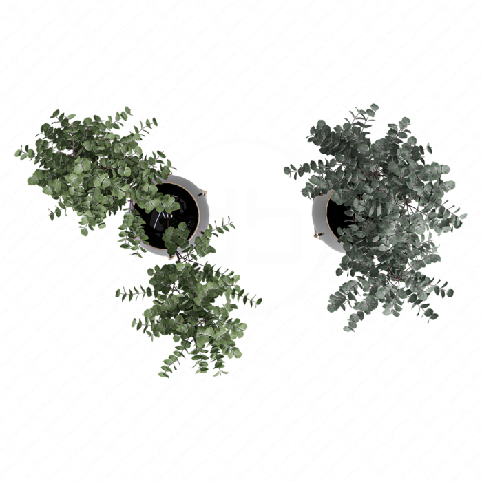 Ветки эвкалипта в вазах