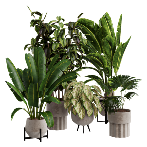 Houseplants No. 26