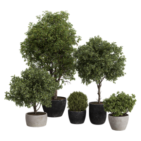 Houseplants No. 47