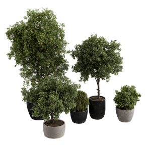 Houseplants No. 47