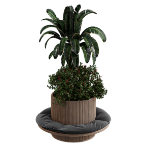 indoor Plant 249