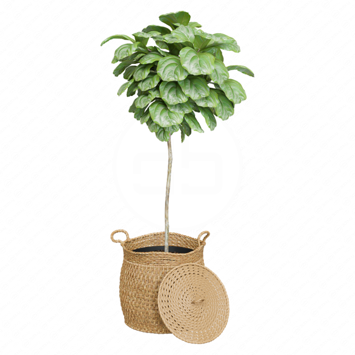 Фикус декоративный