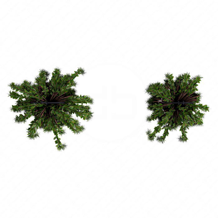 Подвесное растение №5