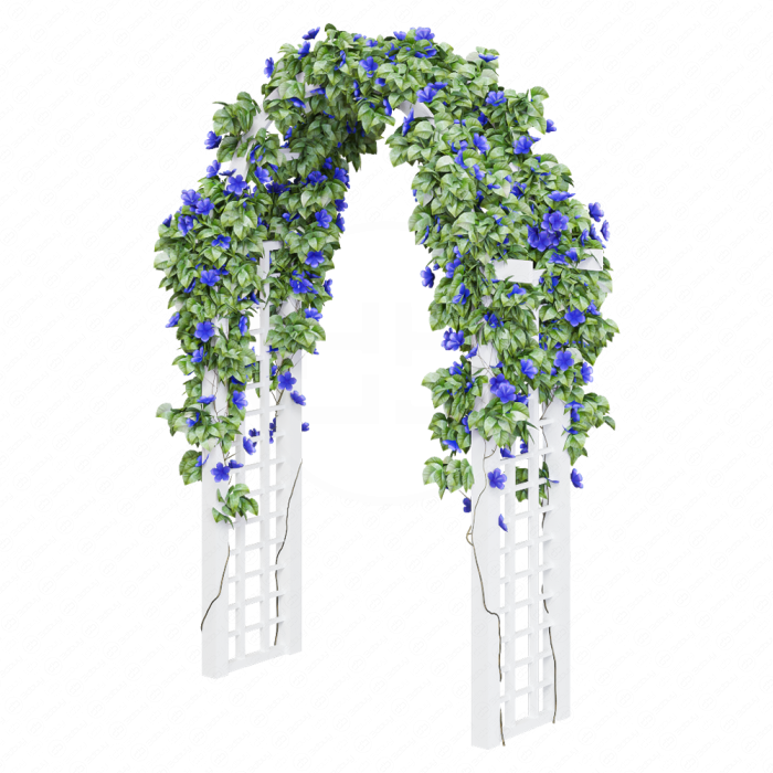 Синий вьюнок на арке