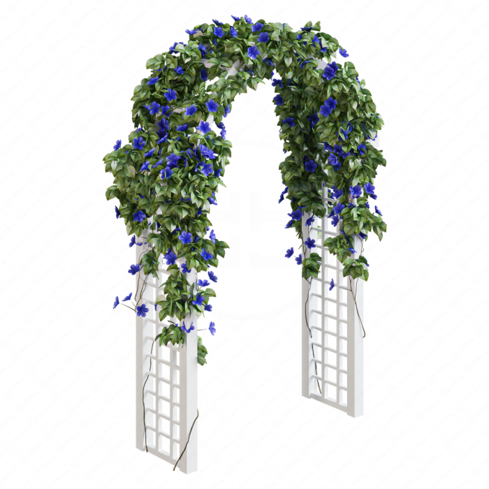 Синий вьюнок на арке