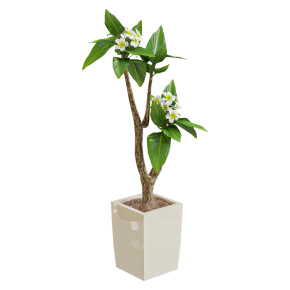 Plumeria in a decorative vase