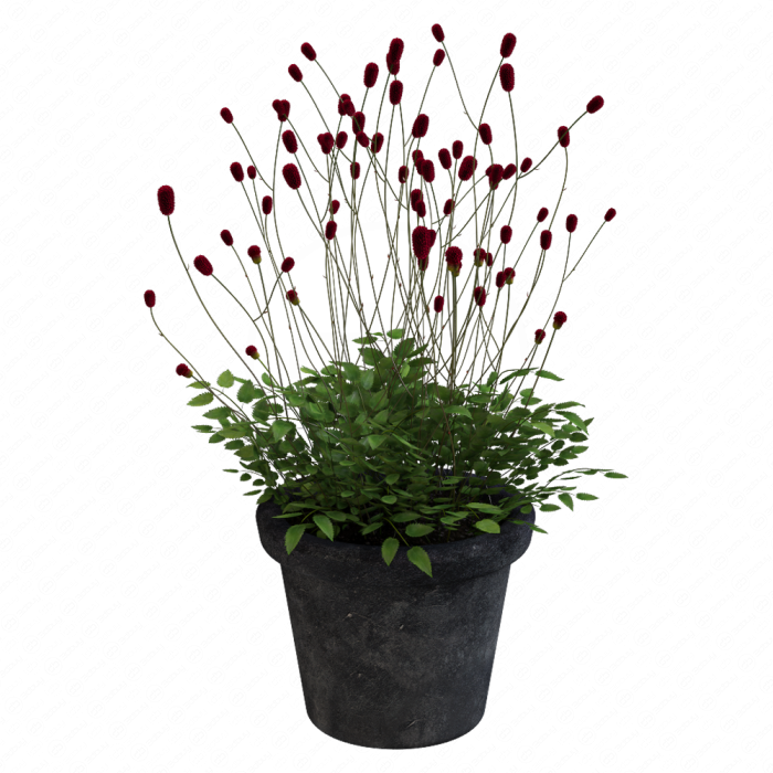 Растение Кровохлёбка Sanguisorba