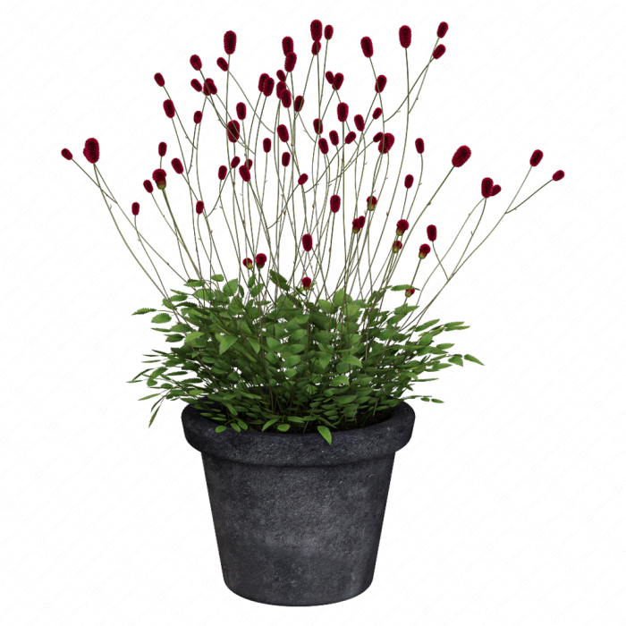 Растение Кровохлёбка Sanguisorba
