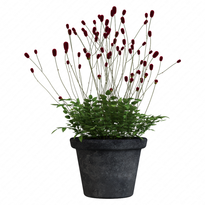 Растение Кровохлёбка Sanguisorba