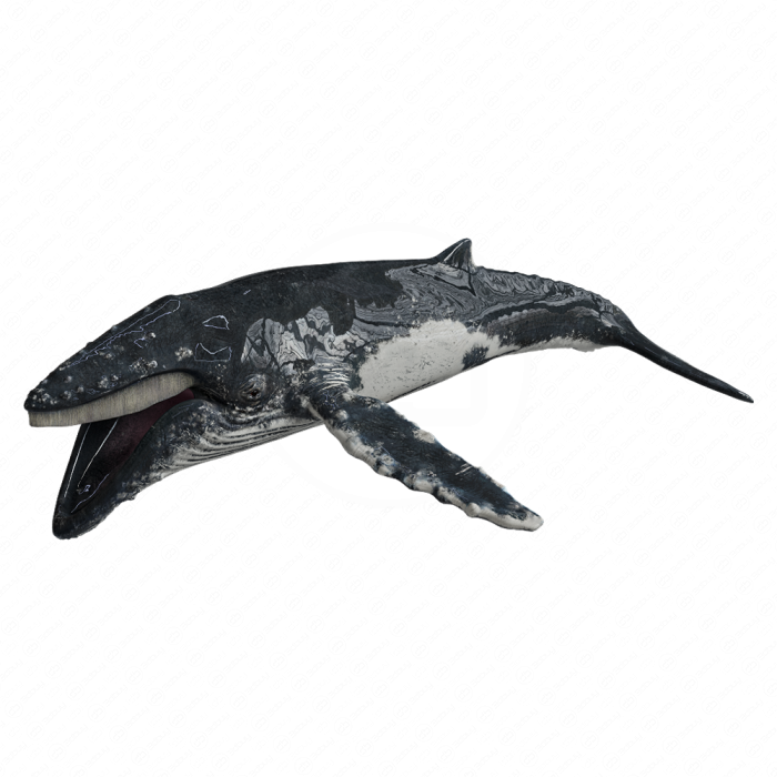 Горбатый кит (Humpback whale)