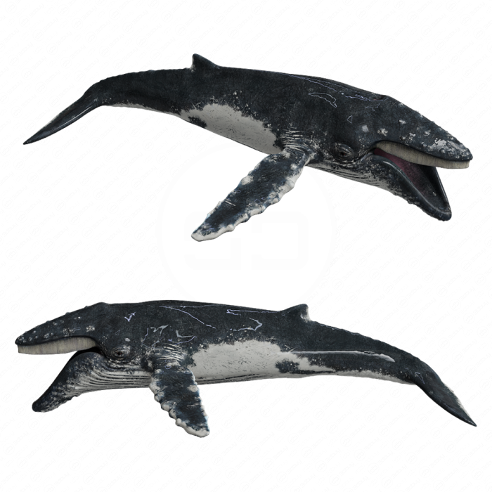 Горбатый кит (Humpback whale)