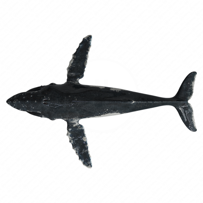 Горбатый кит (Humpback whale)