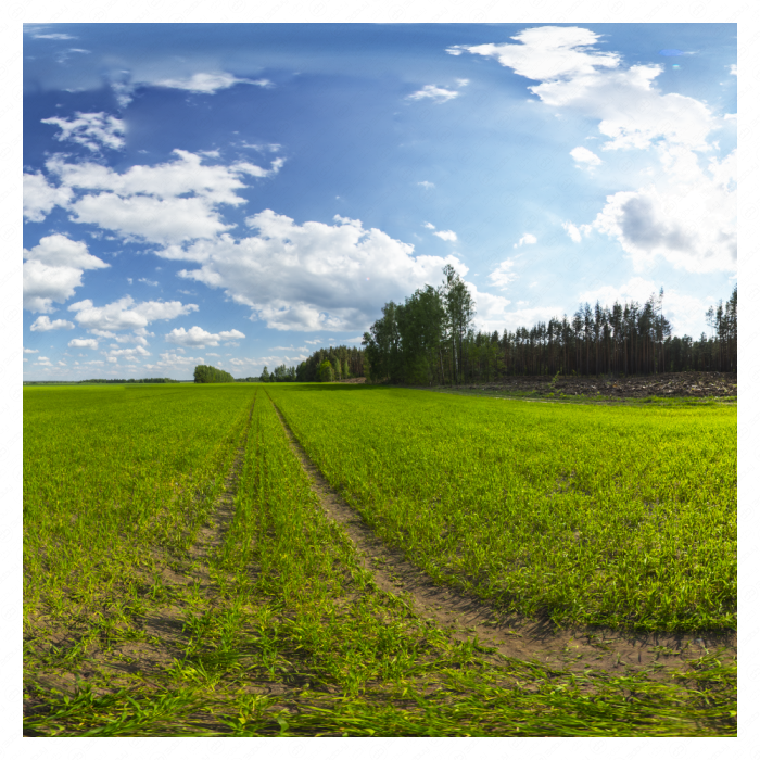 HDRi на краю леса