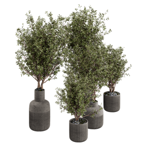 Indoor plant No. 34
