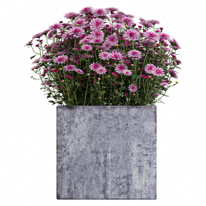 Уличные цветы