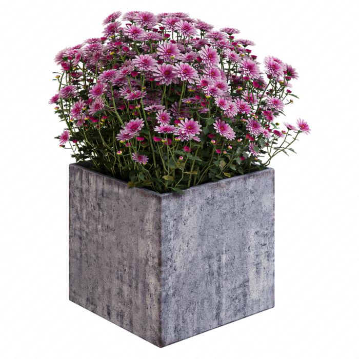 Уличные цветы