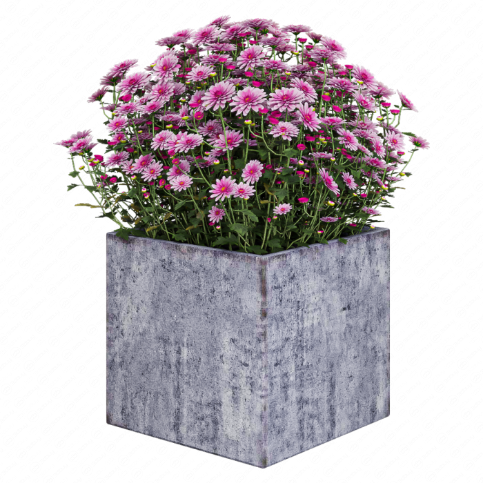 Уличные цветы
