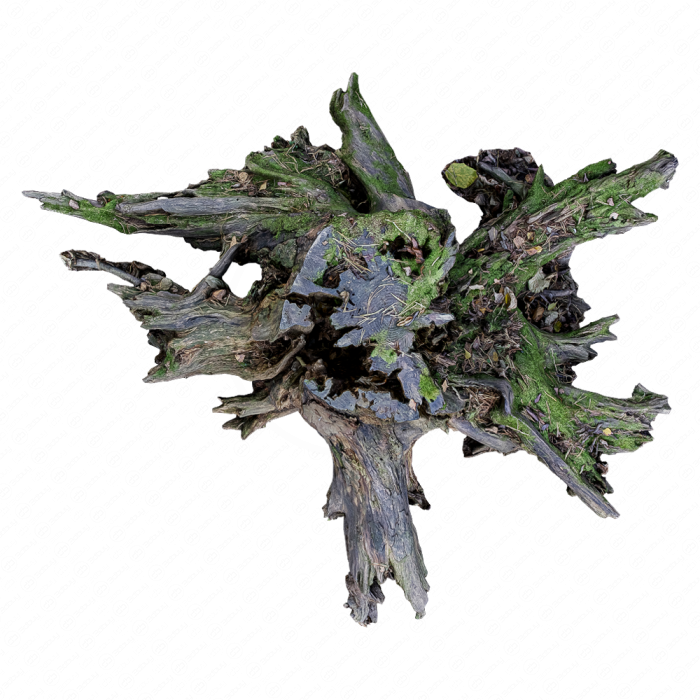 Старый пень Старый пень