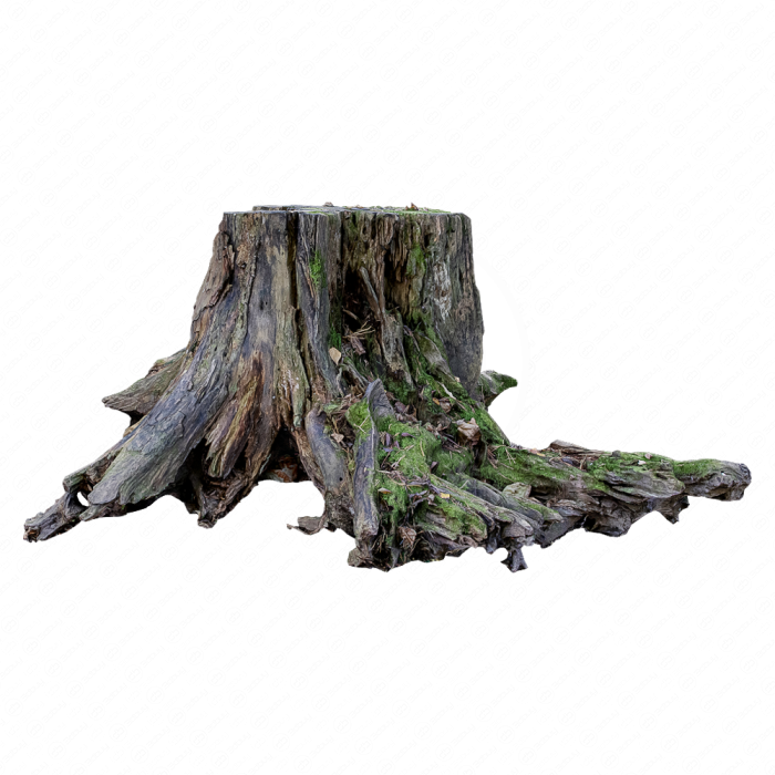Старый пень Старый пень
