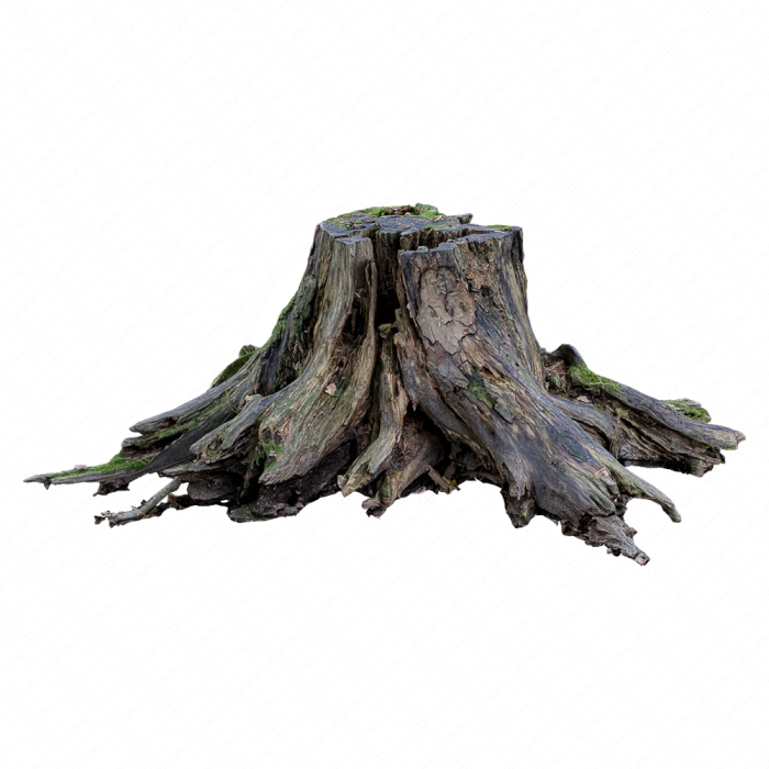 Старый пень Старый пень