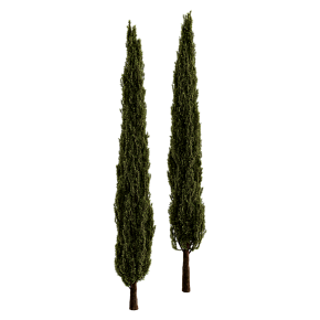 Итальянский кипарис