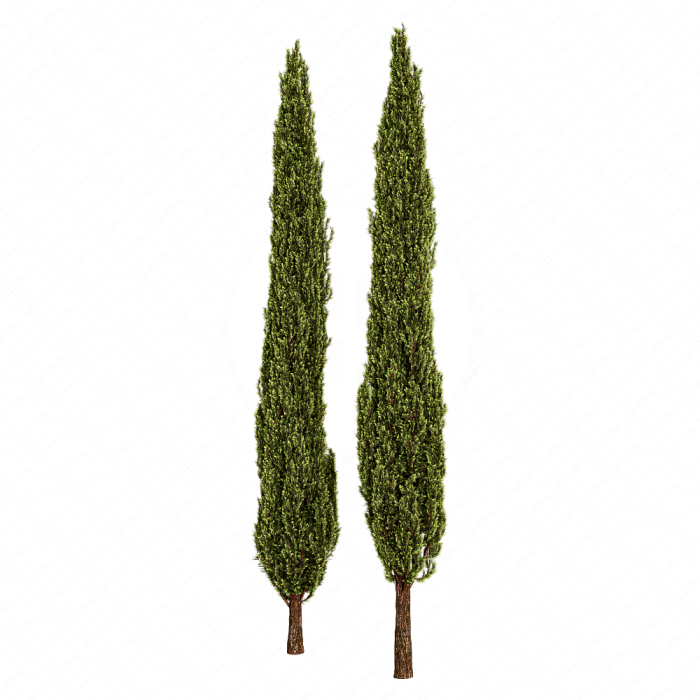 Итальянский кипарис Итальянский кипарис