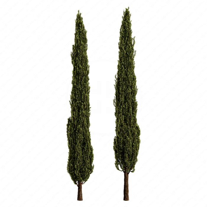 Итальянский кипарис Итальянский кипарис