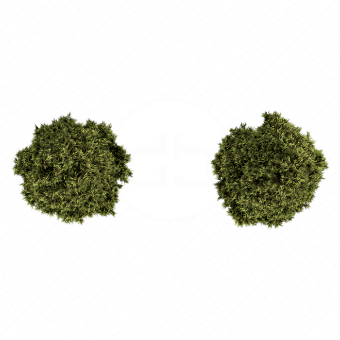 Итальянский кипарис Итальянский кипарис