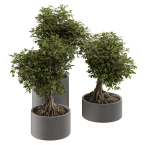 Растение Bonsai в клумбе