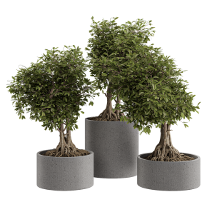 Растение Bonsai в клумбе