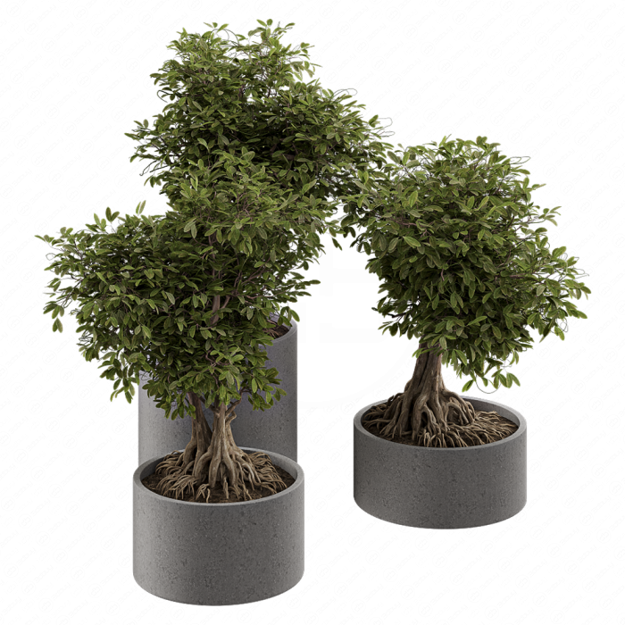 Растение Bonsai в клумбе