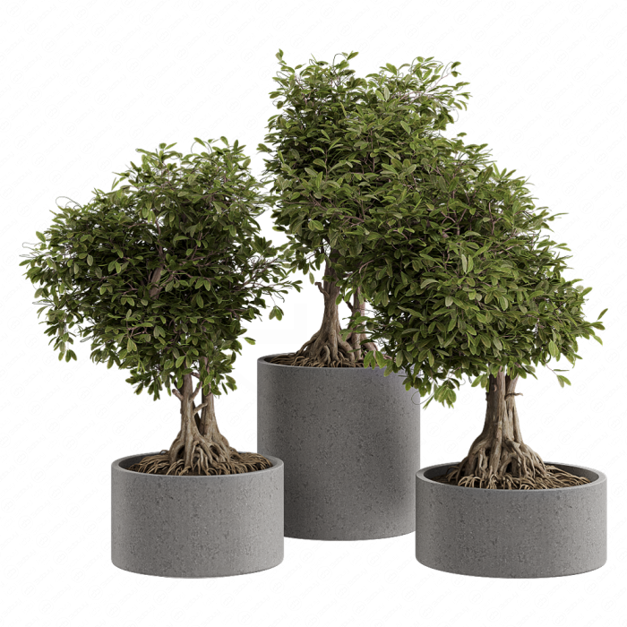 Растение Bonsai в клумбе