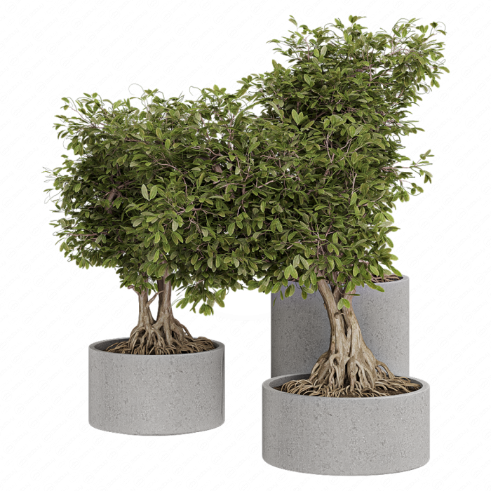 Растение Bonsai в клумбе