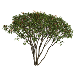Acer